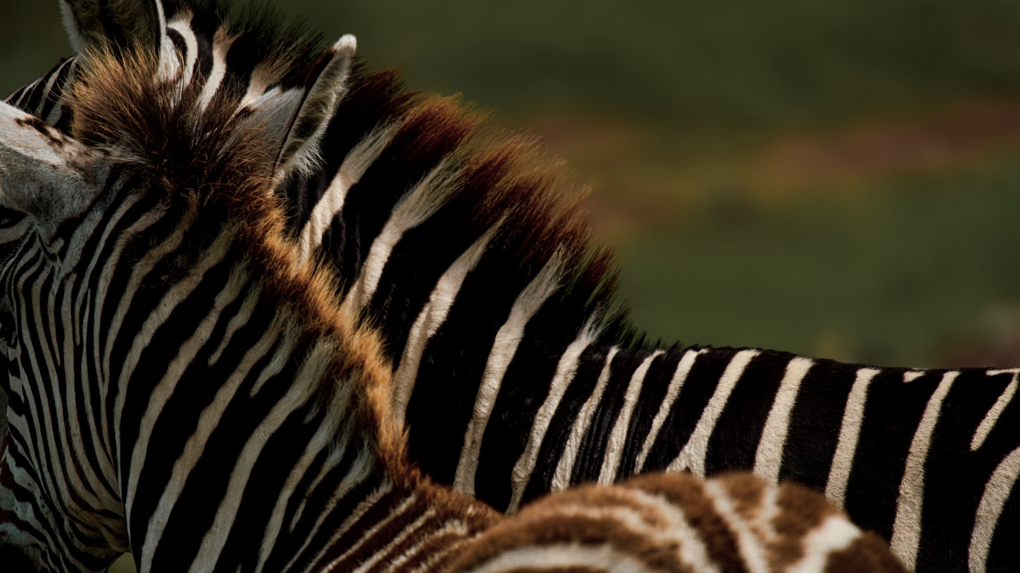 Zebras on the savanna